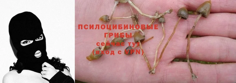 Галлюциногенные грибы Psilocybe  Джанкой 